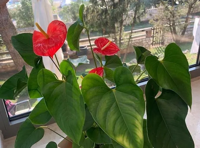 Losinj Moderna Mali Lošinj